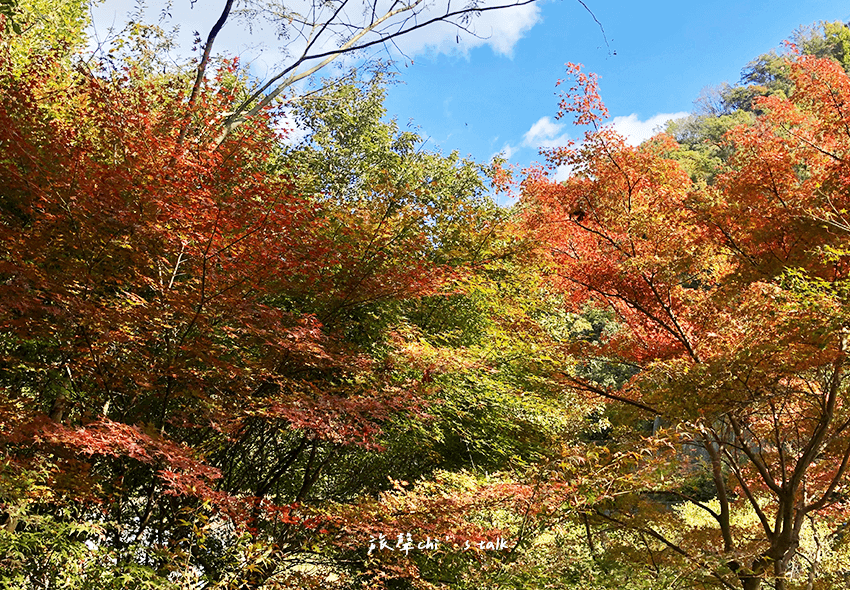 大阪星田園地紅葉