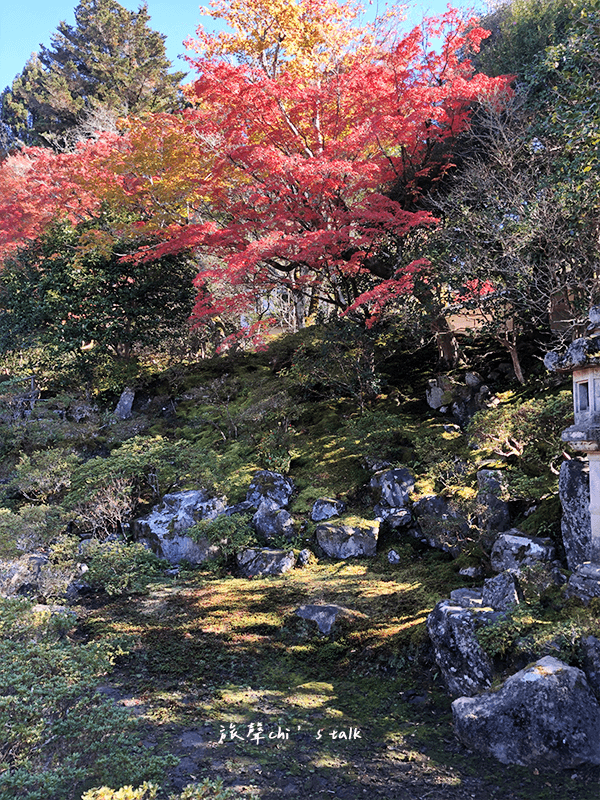 The sun setting through a dense forest.