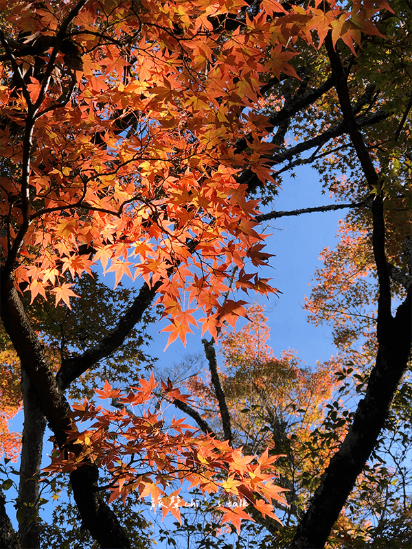 京都靈鑑寺楓葉