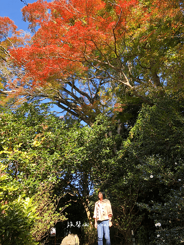 京都「霊鑑寺楓」