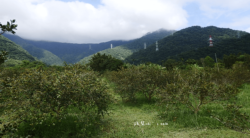茶籽堂苦茶樹園