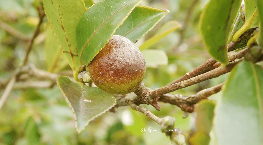 苦茶籽僅於10-11月採摘