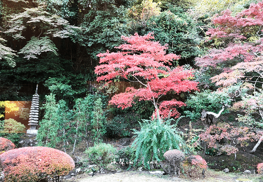 鎌倉Sasho壽喜燒有個日式庭園,景色隨季節變化