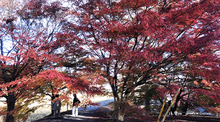 東京近郊賞楓推薦 茨城永源寺入口處紅葉