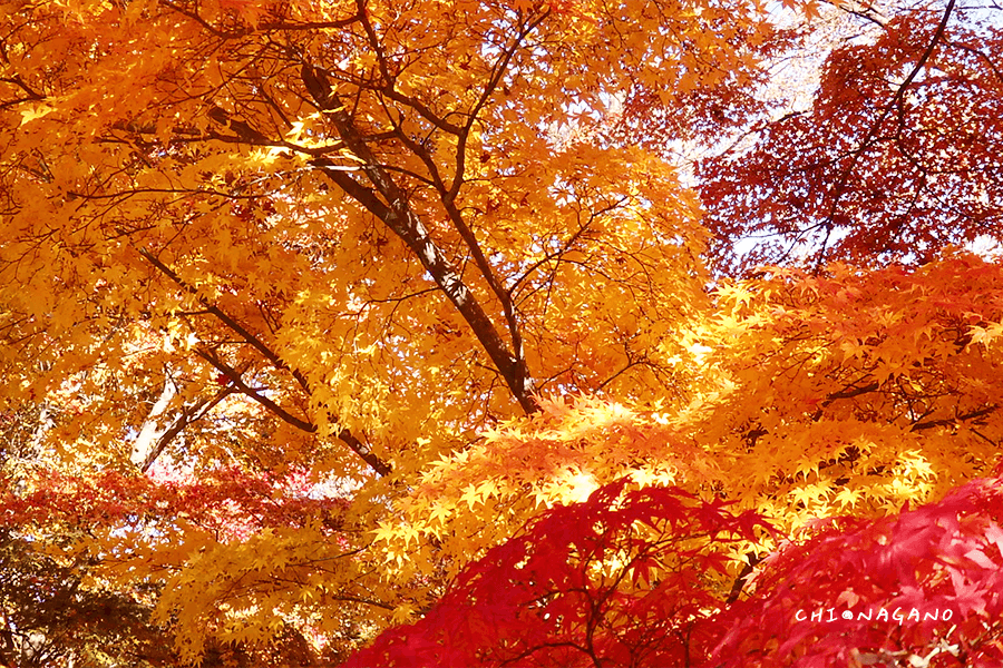 長野小諸城址懷古園紅葉