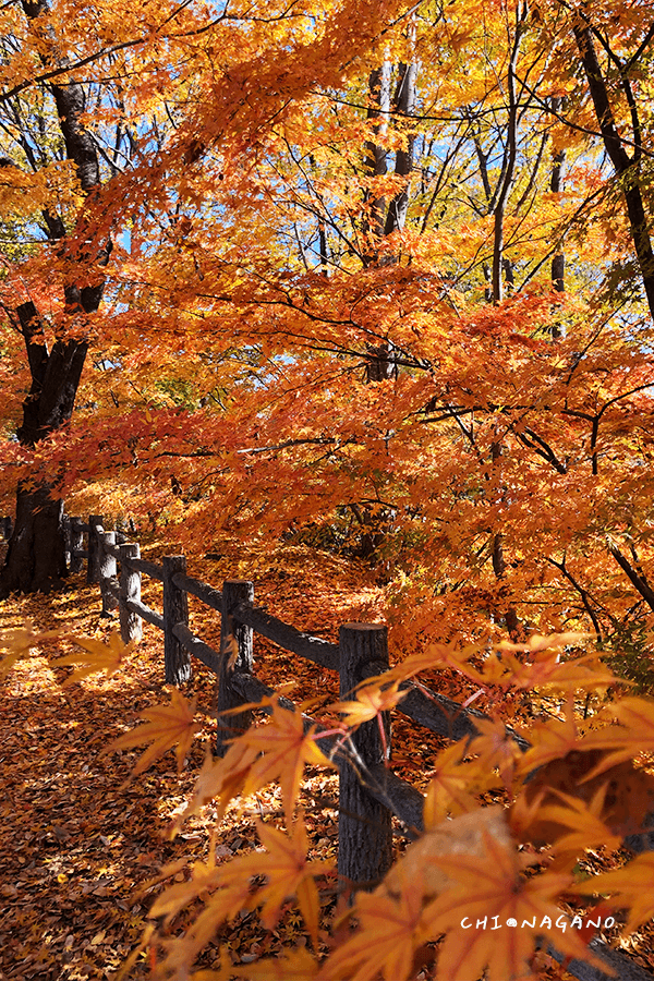 長野賞楓 小諸城址懷古園南丸跡紅葉