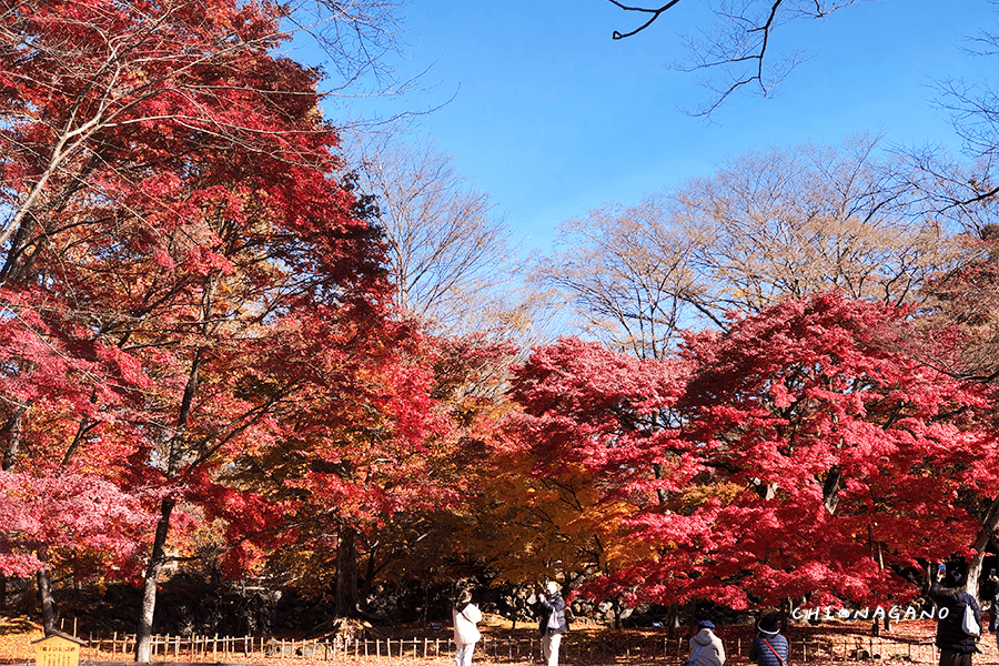 長野賞楓推薦 小諸城址懷古園紅葉之丘