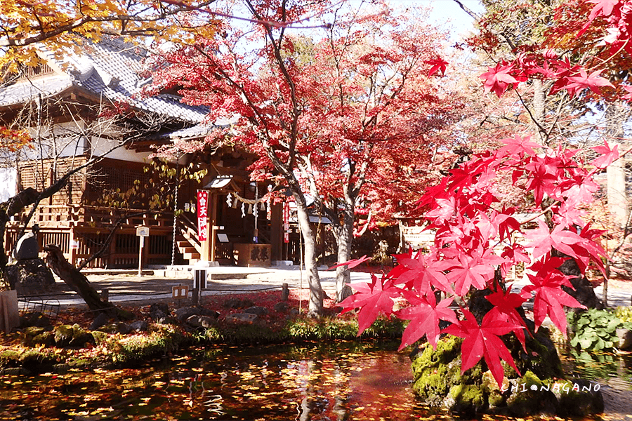 長野賞楓名所 小諸城址懷古神社 東京景點推薦